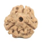 3 Mukhi Rudraksha with Three Complete Seeds - 18.64 mm - Nepal