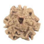 3 Mukhi Rudraksha with Three Complete Seeds - 18.66 mm - Nepal