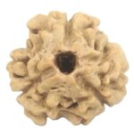 3 Mukhi Rudraksha with Three Complete Seeds - 20 mm - Nepal