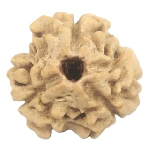 3 Mukhi Rudraksha with Three Complete Seeds - 20 mm - Nepal
