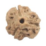 3 Mukhi Rudraksha with Three Complete Seeds - 20.22 mm - Nepal