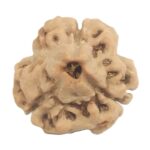 3 Mukhi Rudraksha with Three Complete Seeds - 20.61 mm - Nepal