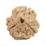 3 Mukhi Rudraksha with Three Complete Seeds - 19 mm - Nepal