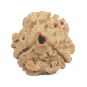 3 Mukhi Rudraksha with Three Complete Seeds - 19 mm - Nepal