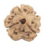 3 Mukhi Rudraksha with Three Complete Seeds - 20.67 mm - Nepal