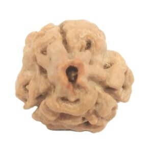 3 Mukhi Rudraksha with Three Complete Seeds - 19 mm - Nepal