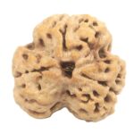 Super Collector 3 Mukhi Rudraksha With complete 3 Seeds - 22.20 mm - Nepal