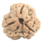 Super Collector 3 Mukhi Rudraksha With complete 3 Seeds - 24.60 mm - Nepal