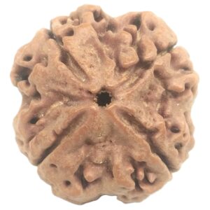 Collector 4 Mukhi Rudraksha with 4 complete seeds - 23.05 mm