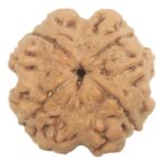 Collector 4 Mukhi Rudraksha with 4 complete seeds - 23.50 mm