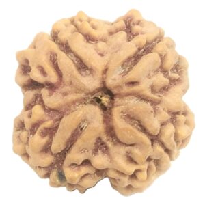 Collector 4 Mukhi Rudraksha with 4 complete seeds - 23.70 mm