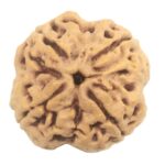 Collector 4 Mukhi Rudraksha with 4 complete seeds - 23.51 mm