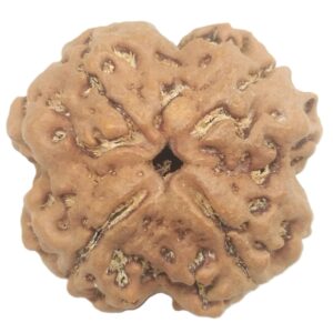 Collector 4 Mukhi Rudraksha with 4 complete seeds - 23.66 mm