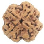 Collector 4 Mukhi Rudraksha with 4 complete seeds - 24 mm