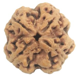 Collector 4 Mukhi Rudraksha with 4 complete seeds - 24 mm
