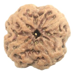 Collector 4 Mukhi Rudraksha with 4 complete seeds - 24.19 mm