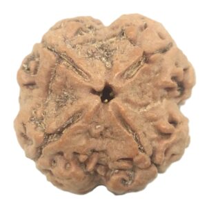 Collector 4 Mukhi Rudraksha with 4 complete seeds - 24.21 mm