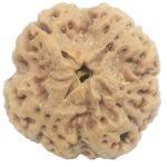 Collector 4 Mukhi Rudraksha with 4 complete seeds - 24.50 mm