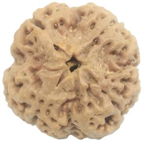 Collector 4 Mukhi Rudraksha with 4 complete seeds - 24.50 mm