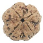Collector 4 Mukhi Rudraksha with 4 complete seeds - 24.51 mm
