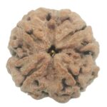Collector 4 Mukhi Rudraksha with 4 complete seeds - 25 mm