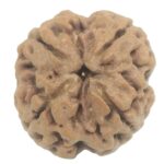 Collector 4 Mukhi Rudraksha with 4 complete seeds - 25 mm