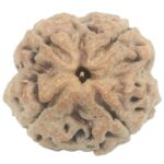 Collector 4 Mukhi Rudraksha with 4 complete seeds - 25.28 mm