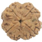 Collector 4 Mukhi Rudraksha with 4 complete seeds - 25.30 mm
