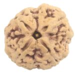 Collector 4 Mukhi Rudraksha with 4 complete seeds - 25.86 mm
