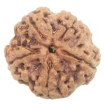 Collector 5 Mukhi Rudraksha with complete 5 Seeds - 25.80 mm - Nepal