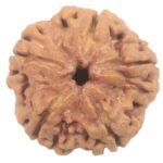 Collector 5 Mukhi Rudraksha with complete 5 Seeds - 25.81 mm - Nepal