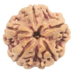 Collector 5 Mukhi Rudraksha with complete 5 Seeds - 26 mm - Nepal