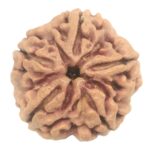 Collector 5 Mukhi Rudraksha with complete 5 Seeds - 26 mm - Nepal