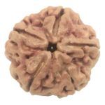 Collector 5 Mukhi Rudraksha with complete 5 Seeds - 26 mm - Nepal