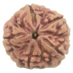 Collector 5 Mukhi Rudraksha with complete 5 Seeds - 26 mm - Nepal