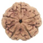 Collector 5 Mukhi Rudraksha with complete 5 Seeds - 26 mm - Nepal