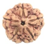 Collector 5 Mukhi Rudraksha with complete 5 Seeds - 26 mm - Nepal