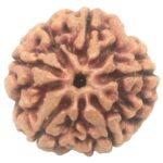Collector 5 Mukhi Rudraksha with complete 5 Seeds - 26.30 mm - Nepal