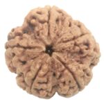 Collector 5 Mukhi Rudraksha with complete 5 Seeds - 26.76 mm - Nepal