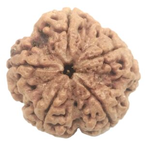 Collector 5 Mukhi Rudraksha with complete 5 Seeds - 26.76 mm - Nepal