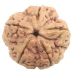 Collector 5 Mukhi Rudraksha with complete 5 Seeds - 27 mm - Nepal