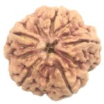 Collector 5 Mukhi Rudraksha with complete 5 Seeds - 27 mm - Nepal