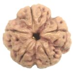 Collector 5 Mukhi Rudraksha with complete 5 Seeds - 27.17 mm - Nepal