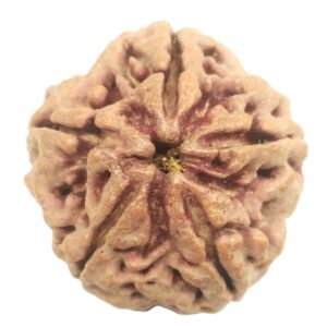 Collector 5 Mukhi Rudraksha with complete 5 Seeds - 27.18 mm - Nepal