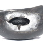 Kurma Shaligram