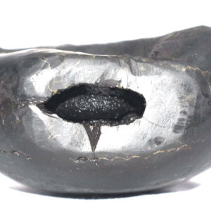 Kurma Shaligram