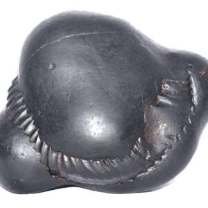 Rare Big Size Shweta Janeyudhari Laxmi Vanamala Maha Ganesha Shaligram