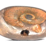 Sita Rama Shaligram
