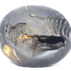 LakshmiKanta Shaligram