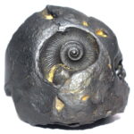 AdhoMukha Narasimha Shaligram